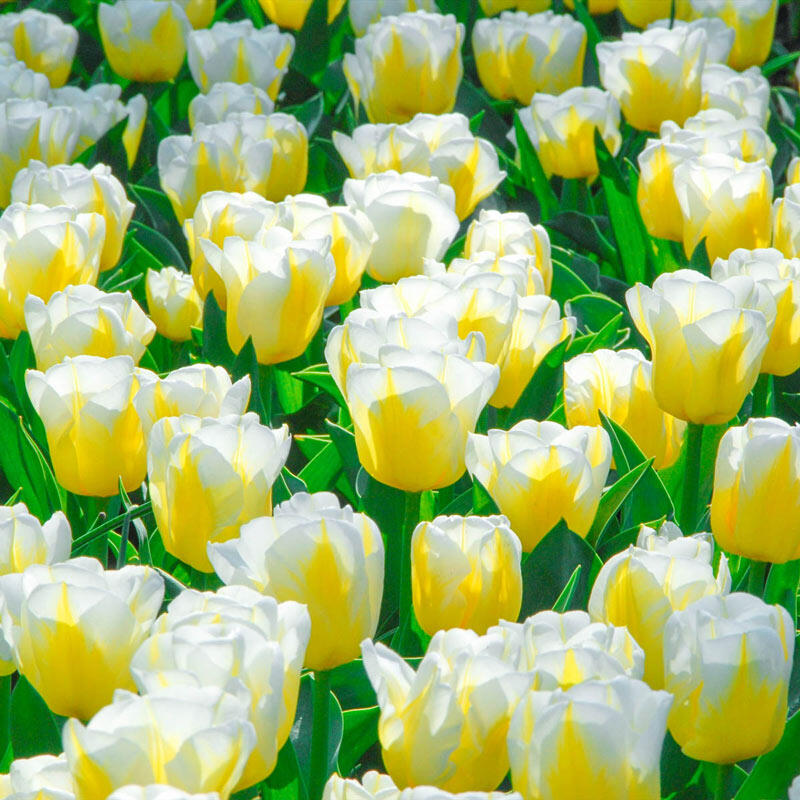 Flower Bulbs