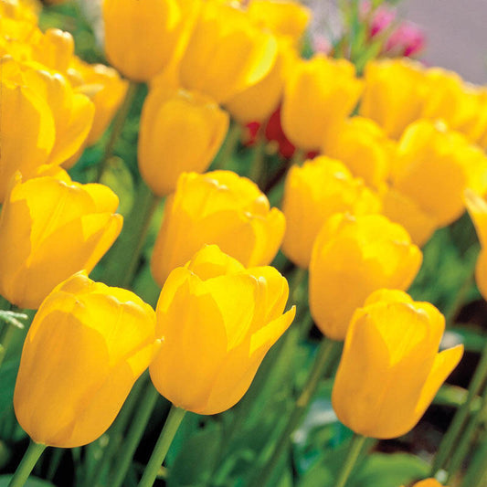 Big Smile Tulip Bulbs Blooms Species Growing Bonsai Roots Rhizomes Corms Tubers Potted Planting Reblooming Fragrant Garden Flower Seeds Plant