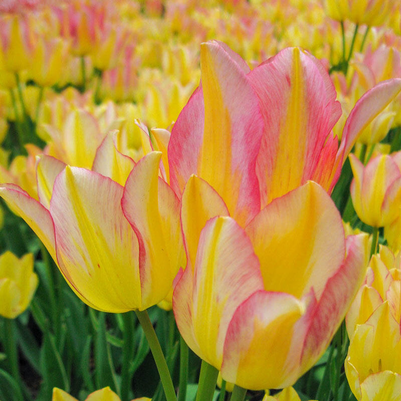 Antoinette Tulip Bulbs Blooms Species Growing Bonsai Roots Rhizomes Corms Tubers Potted Planting Reblooming Fragrant Garden Flower Seeds Plant