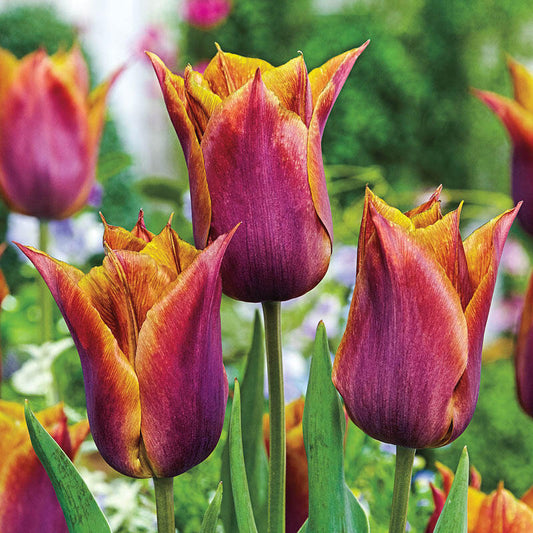 Request Tulip Bulbs Blooms Species Growing Bonsai Roots Rhizomes Corms Tubers Potted Planting Reblooming Fragrant Garden Flower Seeds Plant