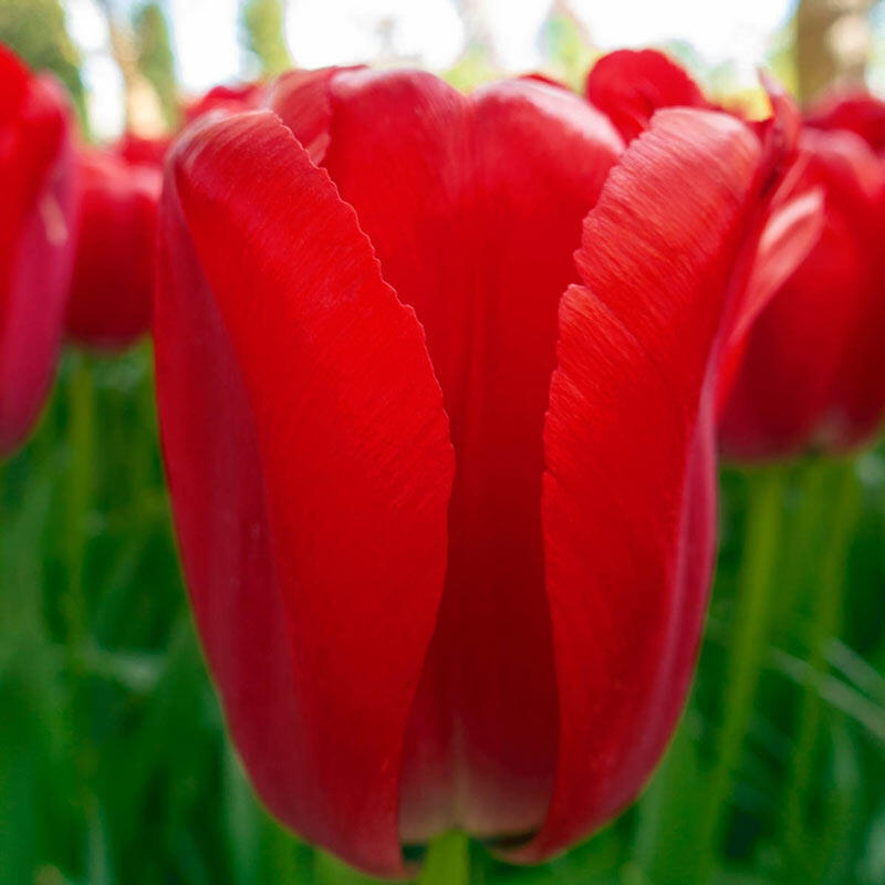 Red Pride Tulip Bulbs Blooms Species Growing Bonsai Roots Rhizomes Corms Tubers Potted Planting Reblooming Fragrant Garden Flower Seeds Plant