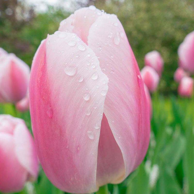 Royal Pride Tulip Bulbs Blooms Species Growing Bonsai Roots Rhizomes Corms Tubers Potted Planting Reblooming Fragrant Garden Flower Seeds Plant