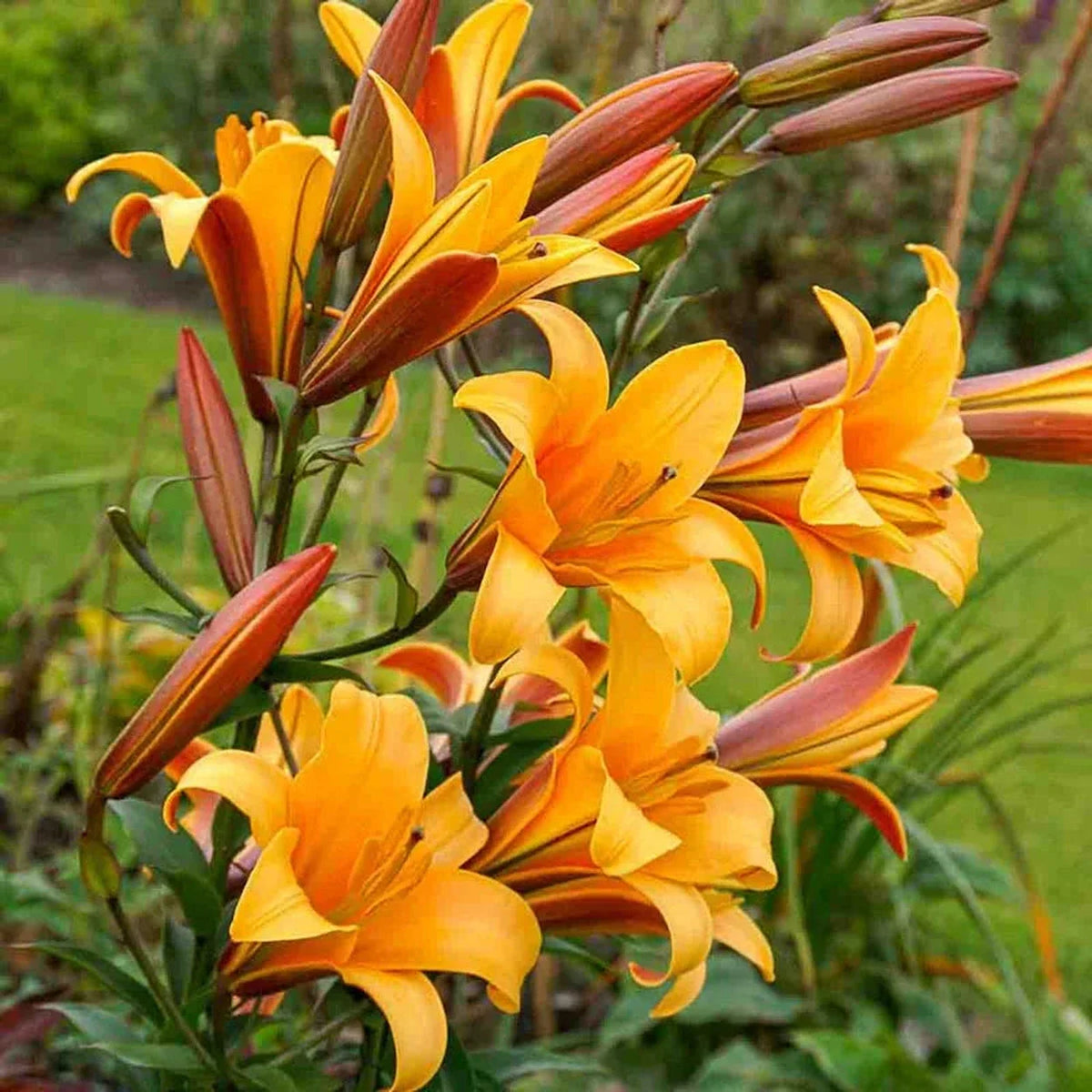 Orange Planet Lily Tree