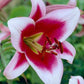 Friso Lily Tree