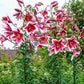Friso Lily Tree