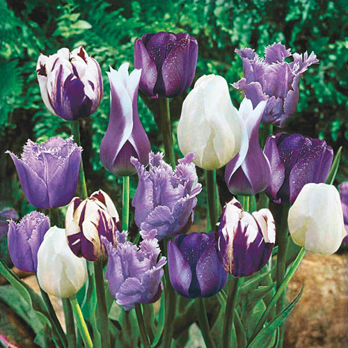 Blue Heaven Tulip Medley Bulbs Blooms Species Growing Bonsai Roots Rhizomes Corms Tubers Potted Planting Reblooming Fragrant Garden Flower Seeds Plant