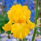 Picasso Moon Bearded Iris