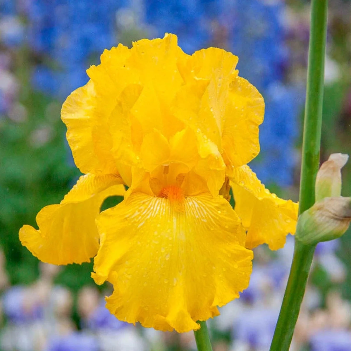 Picasso Moon Bearded Iris