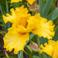 Picasso Moon Bearded Iris