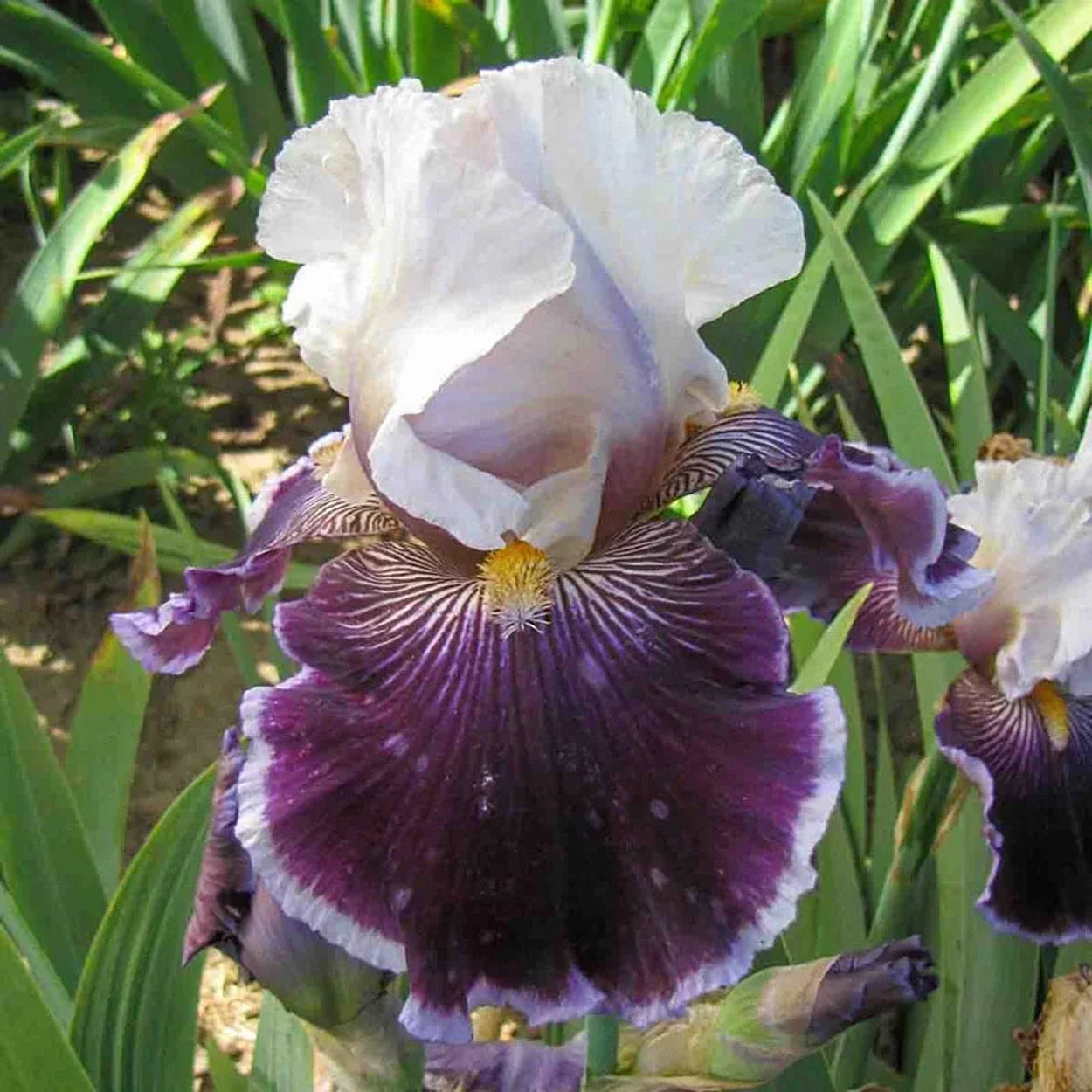 Wild Vision Bearded Iris