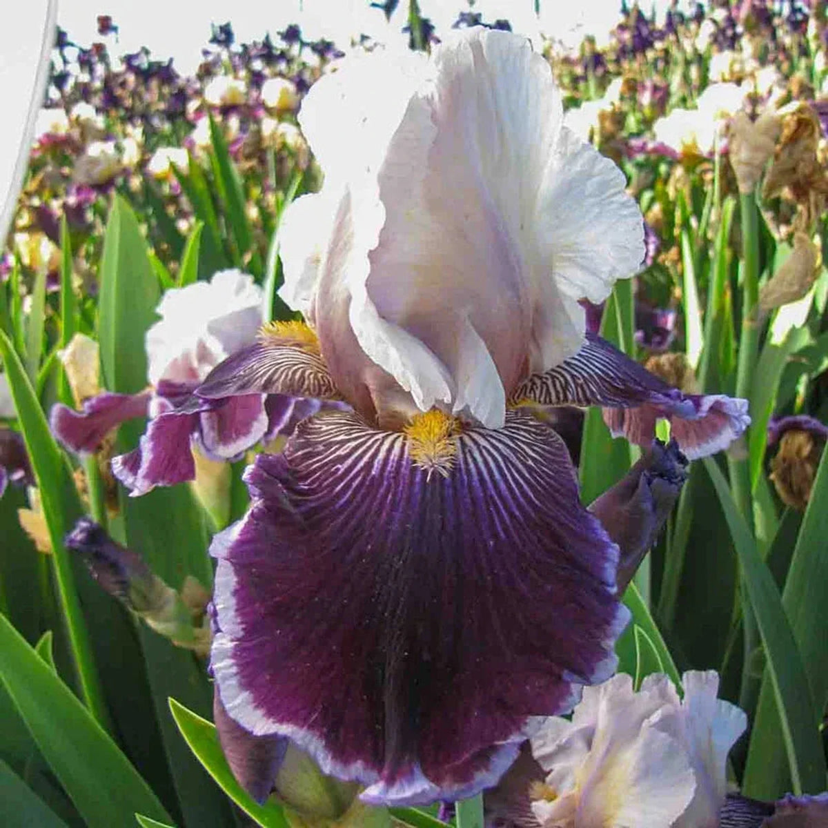 Wild Vision Bearded Iris
