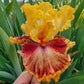 Italian Master Bearded Iris