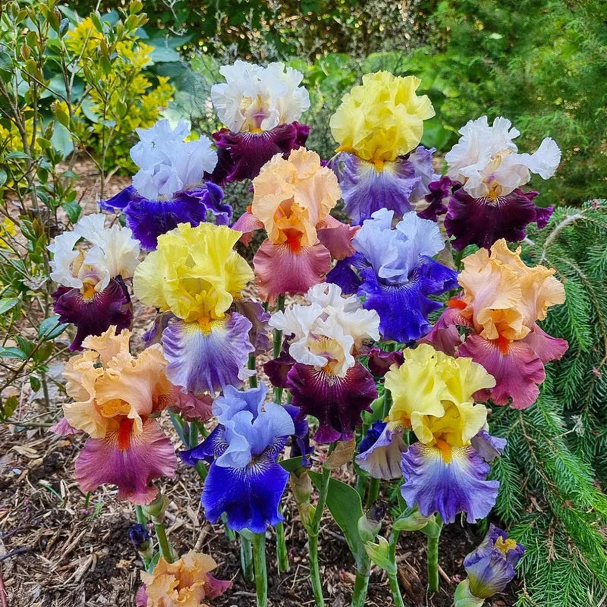 Two Tone Bearded Iris Mixture