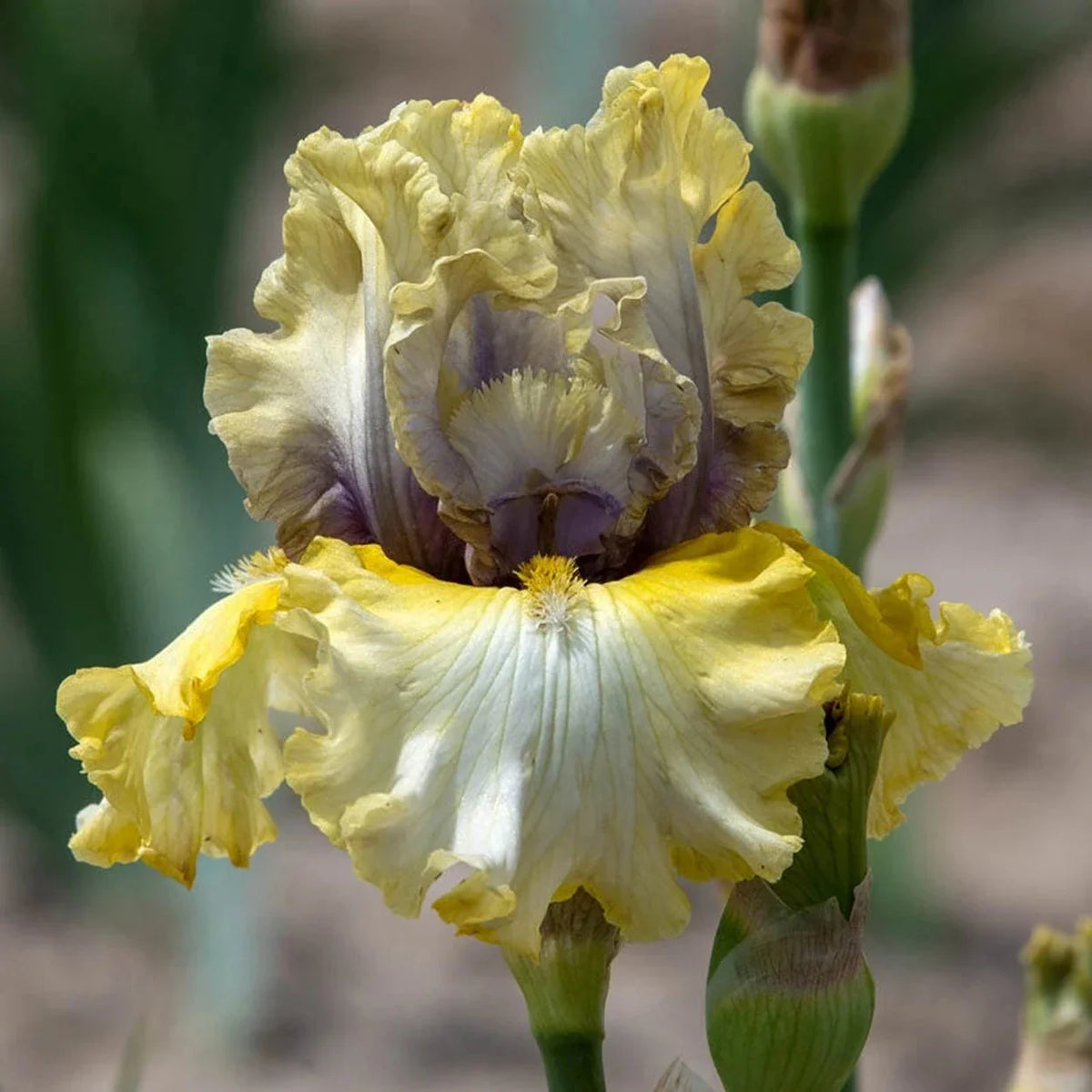 Monsoon Moon Bearded Iris