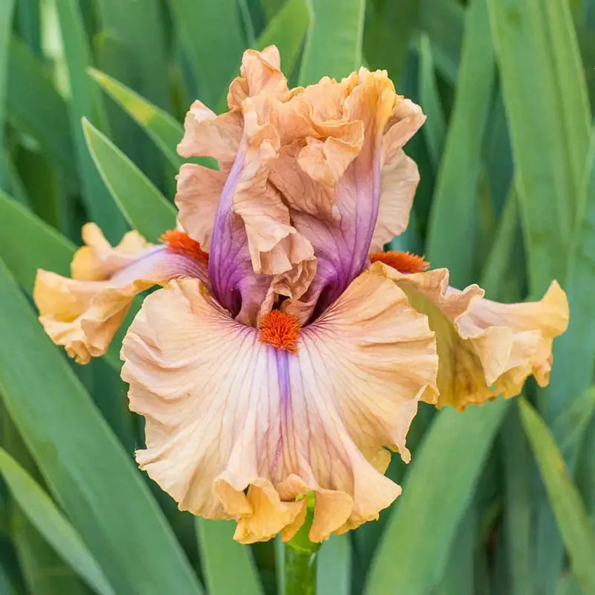 Jealous Guy Bearded Iris
