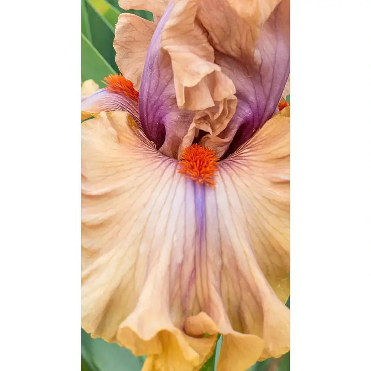 Jealous Guy Bearded Iris