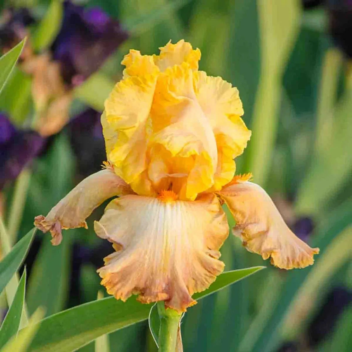 Adobe Sands Bearded Iris