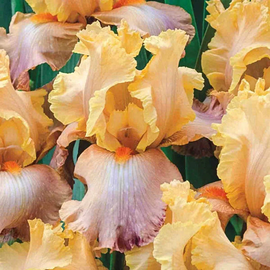 Adobe Sands Bearded Iris