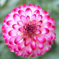 Dahlia Seeds with White Petals and Magenta Flower Edges