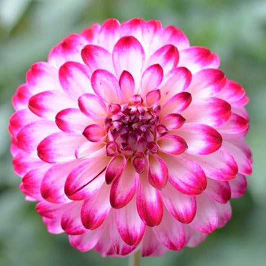 Dahlia Seeds with White Petals and Magenta Flower Edges