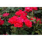 Red Climbing Rose Seedlings Flower Seeds Perennial Growing Bonsai Corms Tubers Potted Planting Reblooming Fragrant Garden Roots Rhizomes Species Blooms Plant Bulbs Gardening Tree