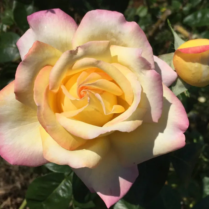 Peaceful Roses - The Messenger of Peace