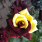 Rare Twin Red Yellow Rose Seeds