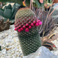 The Mammillaria Matudae Cactus Flower Plant Seeds