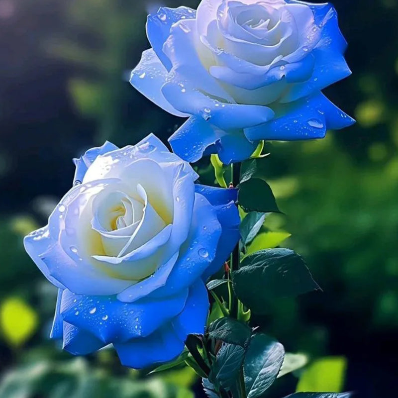 Broken Ice Blue Rose Seeds - Rare