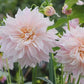 Premium Pinkish White Dahlia Seeds