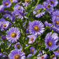Purple Daisies:Amethyst Gem