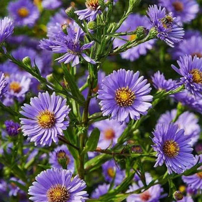 Purple Daisies:Amethyst Gem