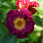 Sinne Rose Seedlings Flower Seeds Perennial Growing Bonsai Corms Tubers Potted Planting Reblooming Fragrant Garden Roots Rhizomes Species Blooms Plant Bulbs Gardening Tree