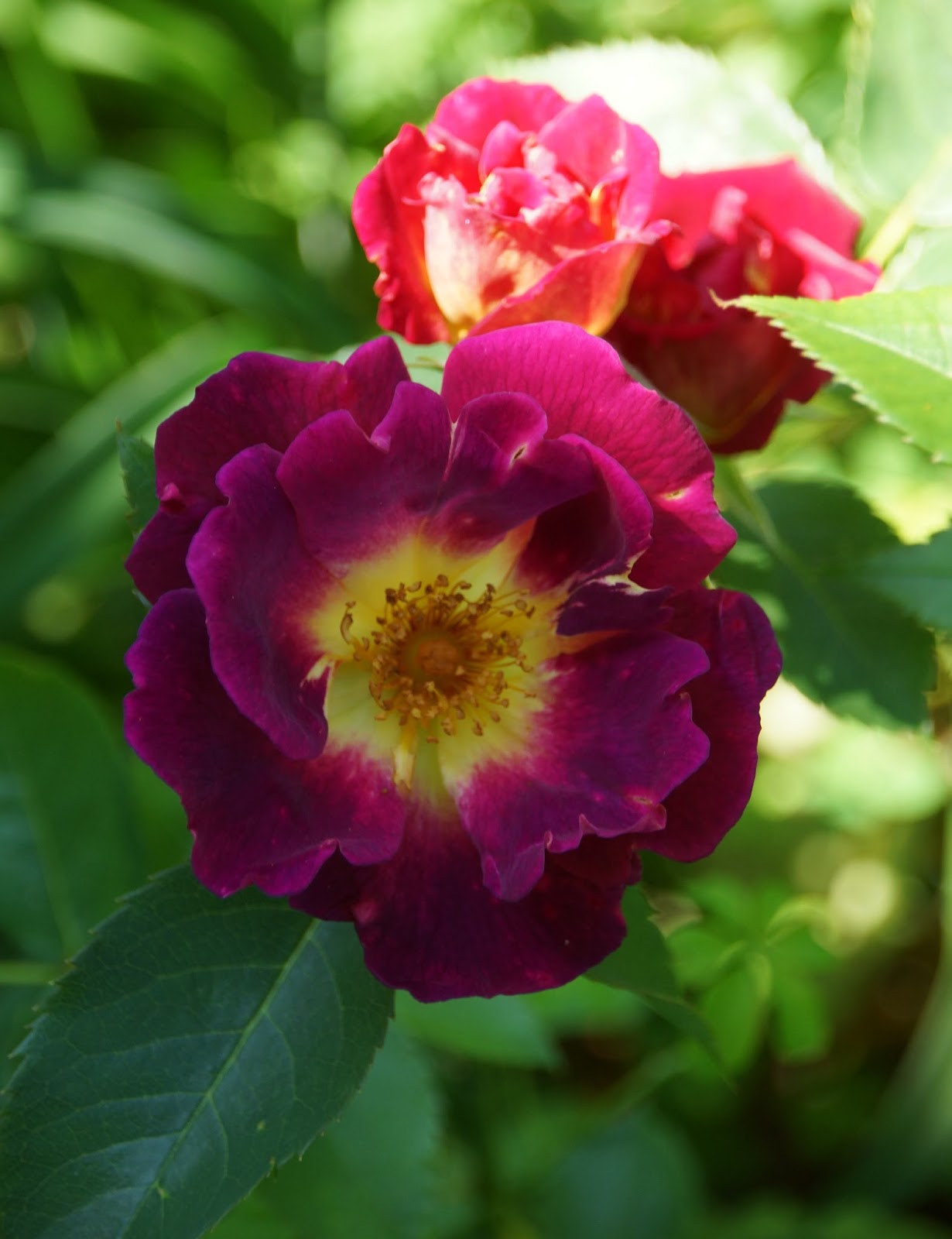 Sinne Rose Seedlings Flower Seeds Perennial Growing Bonsai Corms Tubers Potted Planting Reblooming Fragrant Garden Roots Rhizomes Species Blooms Plant Bulbs Gardening Tree