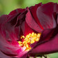 Route Rose Seedlings Flower Seeds Perennial Growing Bonsai Corms Tubers Potted Planting Reblooming Fragrant Garden Roots Rhizomes Species Blooms Plant Bulbs Gardening Tree