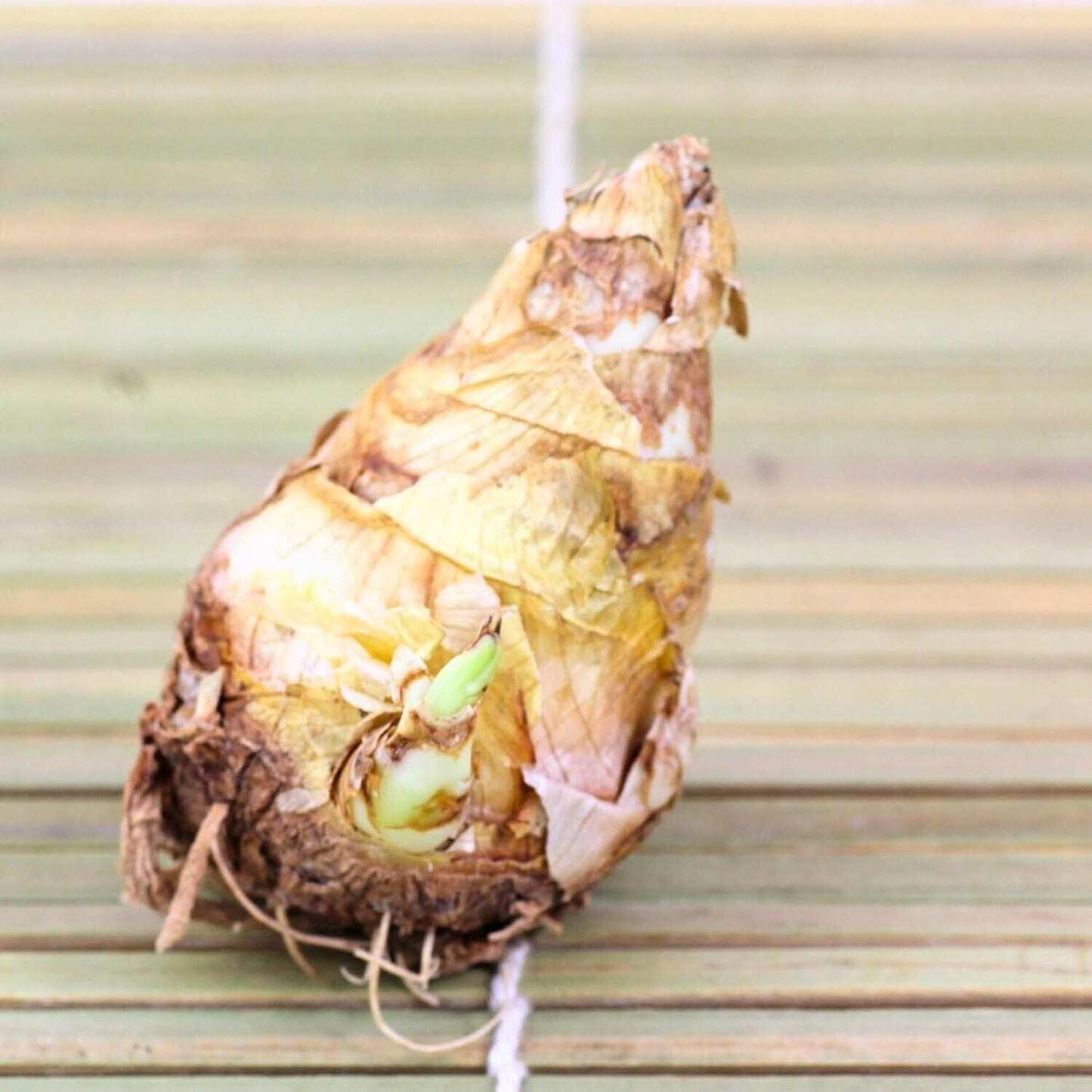 Mixed Color Tuberose Bulbs for Planting - Garden or Container Flowers