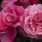 Wildberry Rose Seedlings Flower Seeds Perennial Growing Bonsai Corms Tubers Potted Planting Reblooming Fragrant Garden Roots Rhizomes Species Blooms Plant Bulbs Gardening Tree