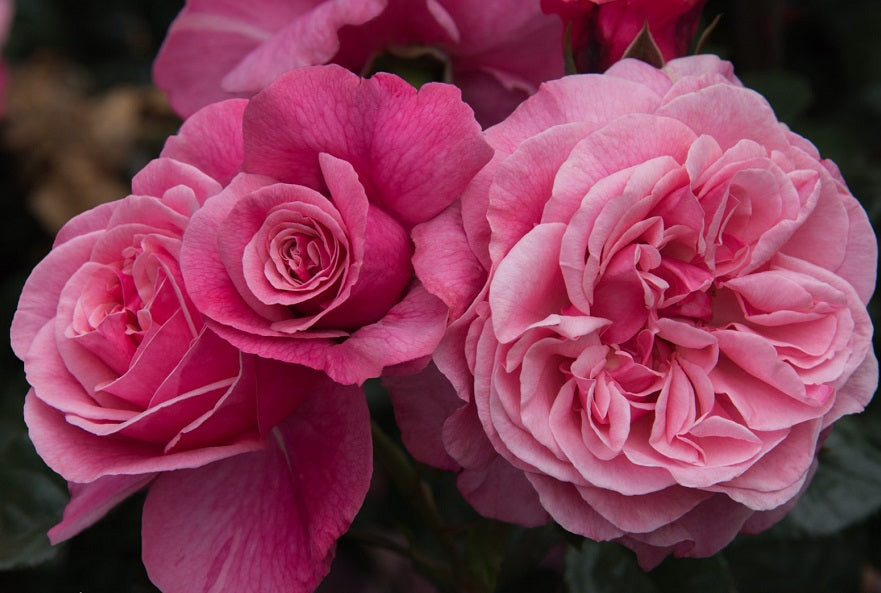 Wildberry Rose Seedlings Flower Seeds Perennial Growing Bonsai Corms Tubers Potted Planting Reblooming Fragrant Garden Roots Rhizomes Species Blooms Plant Bulbs Gardening Tree