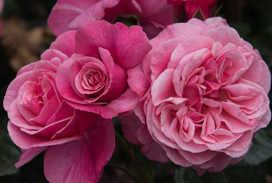Wildberry Rose Seedlings Flower Seeds Perennial Growing Bonsai Corms Tubers Potted Planting Reblooming Fragrant Garden Roots Rhizomes Species Blooms Plant Bulbs Gardening Tree