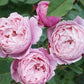 Soeur Rose Seedlings Flower Seeds Perennial Growing Bonsai Corms Tubers Potted Planting Reblooming Fragrant Garden Roots Rhizomes Species Blooms Plant Bulbs Gardening Tree