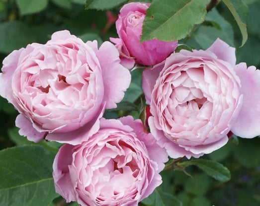 Soeur Rose Seedlings Flower Seeds Perennial Growing Bonsai Corms Tubers Potted Planting Reblooming Fragrant Garden Roots Rhizomes Species Blooms Plant Bulbs Gardening Tree