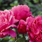 Sweet Rose Plant Seedlings Flower Seeds Perennial Growing Bonsai Corms Tubers Potted Planting Reblooming Fragrant Garden Roots Rhizomes Species Blooms Bulbs Gardening Tree