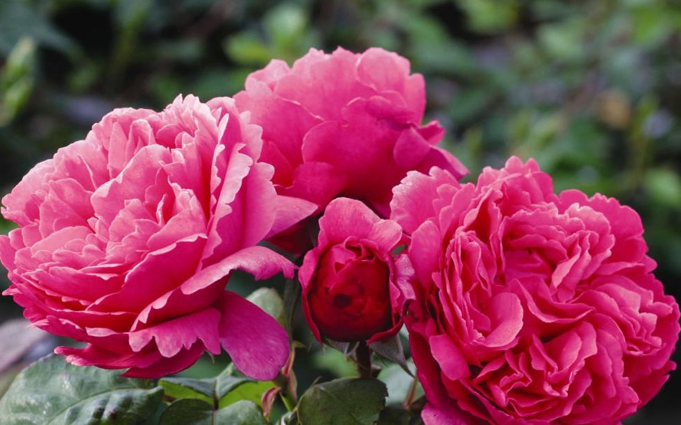 Sweet Rose Plant Seedlings Flower Seeds Perennial Growing Bonsai Corms Tubers Potted Planting Reblooming Fragrant Garden Roots Rhizomes Species Blooms Bulbs Gardening Tree