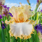 Apricot Kerfuffle Bearded Iris
