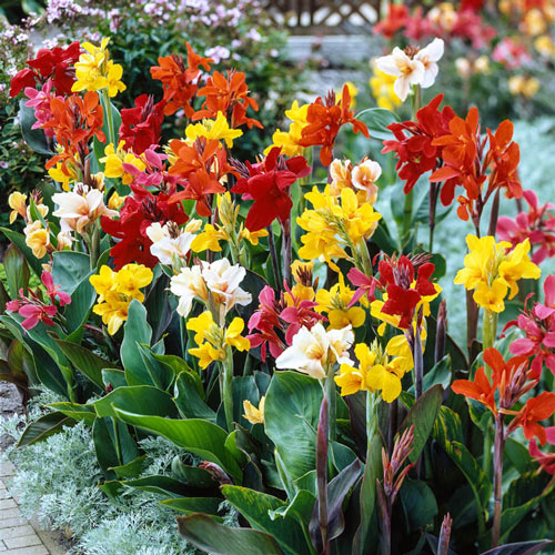 Tall Canna Greenleaf Mixture Bulbs Perennial Growing Bonsai Roots Rhizomes Corms Tubers Potted Planting Reblooming Fragrant Garden Species Blooms Flower Seeds Plant Gardening