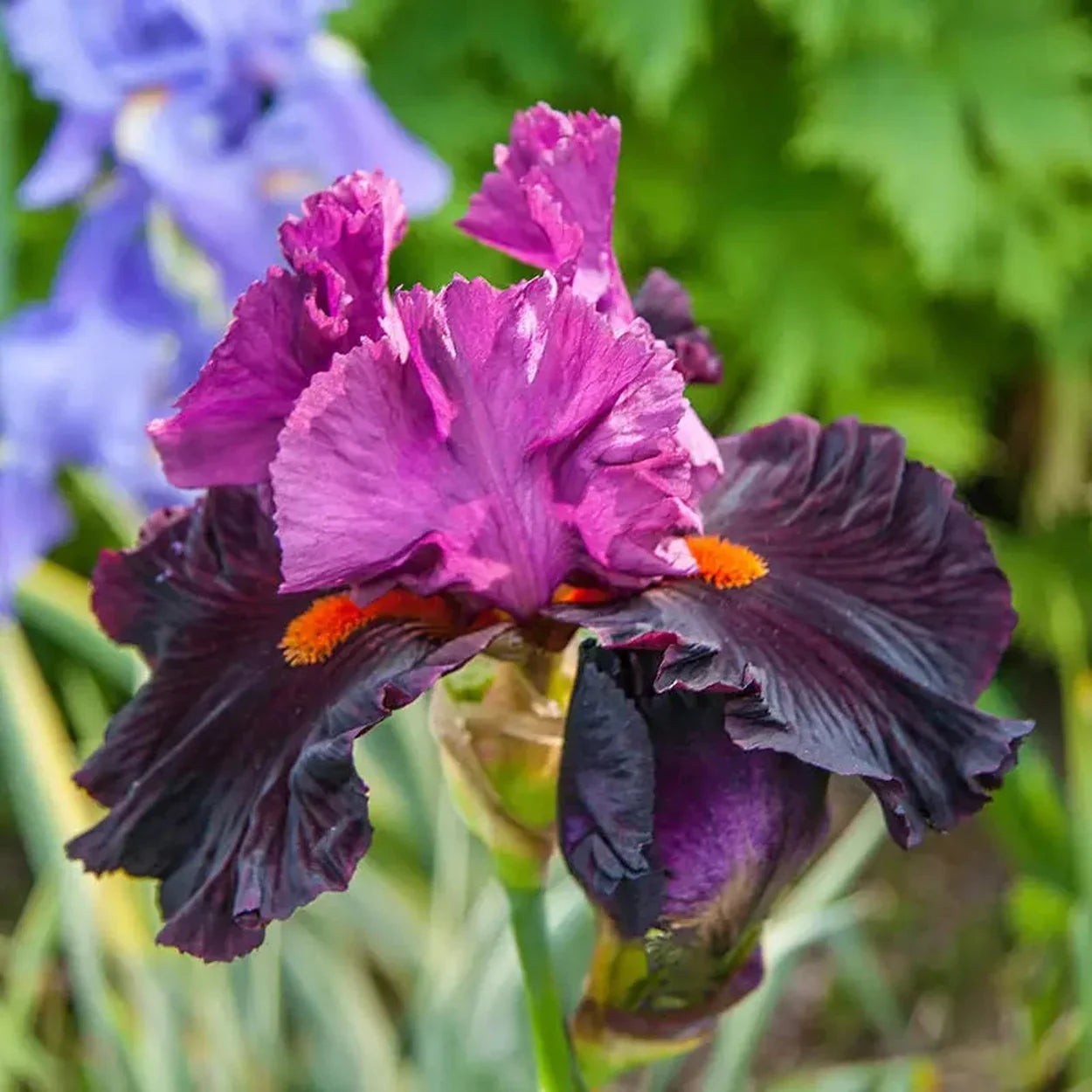 Fiery Temper Bearded Iris