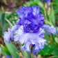 Honky Tonk Blues Bearded Iris