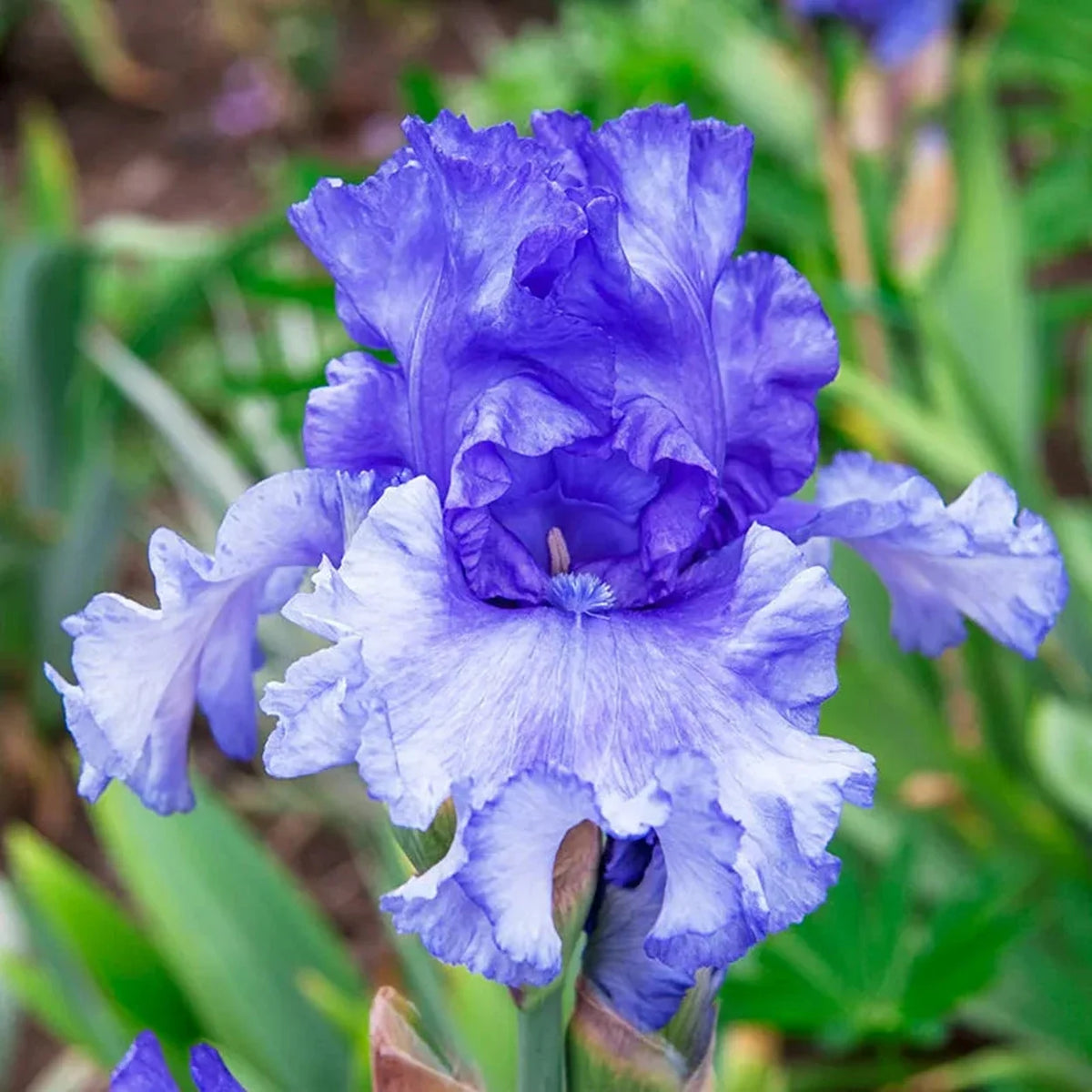 Honky Tonk Blues Bearded Iris