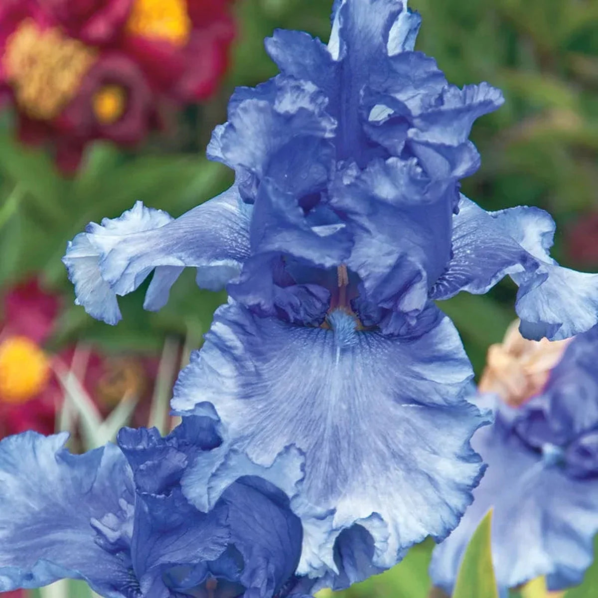 Honky Tonk Blues Bearded Iris