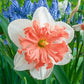 Shrike Daffodil